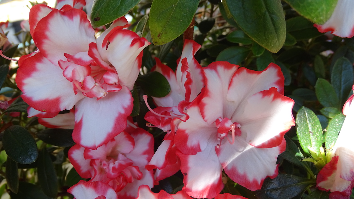 Tender hybrid maybe Christine